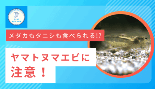 ヤマトヌマエビはメダカを食べる!?ヤマトヌマエビ飼育の注意点を解説