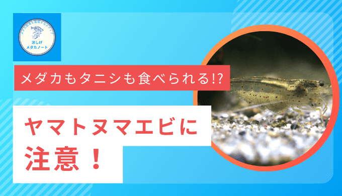 ヤマトヌマエビはメダカを食べる