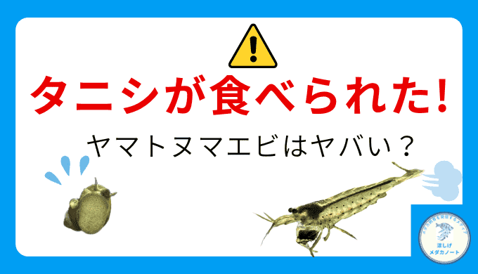 ヤマトヌマエビがタニシを食べた