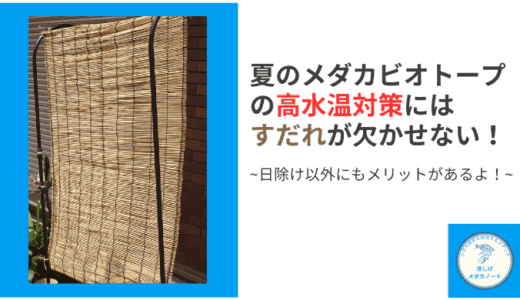 夏のメダカビオトープの高水温対策はすだれ