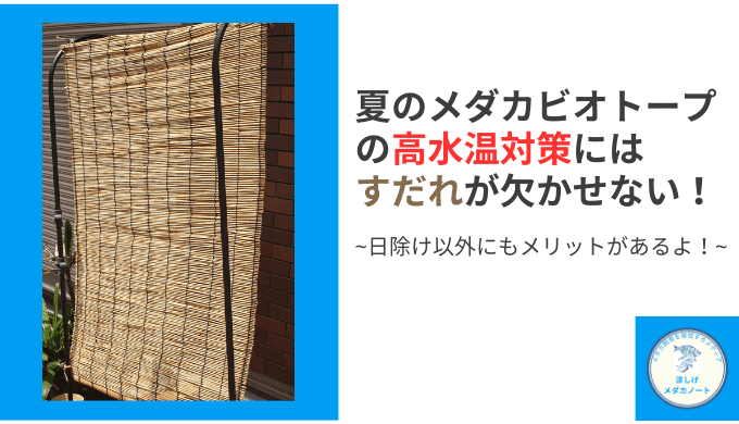 夏のメダカビオトープの高水温対策はすだれ