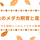 秋のメダカ飼育と産卵