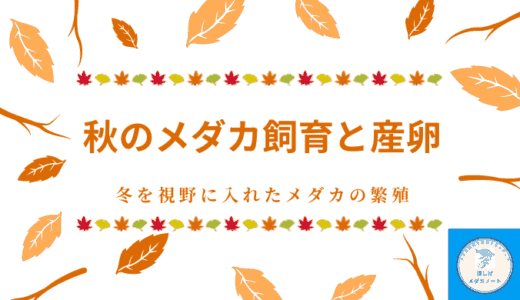 秋のメダカ飼育と産卵