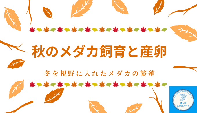 秋のメダカ飼育と産卵