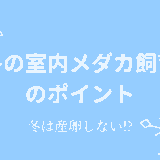 冬の室内メダカ飼育のポイント