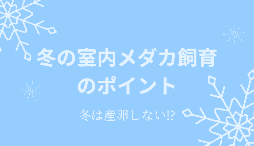 冬の室内メダカ飼育のポイント