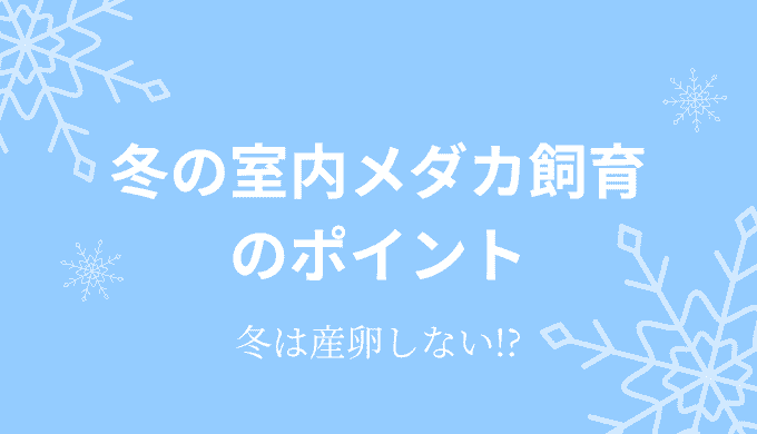 冬の室内メダカ飼育のポイント