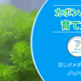カボンバの育て方