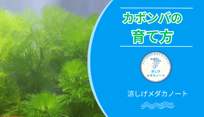 カボンバの育て方