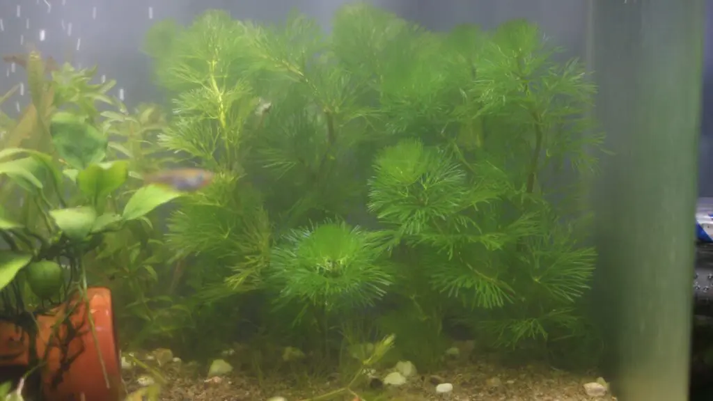 植え付けたカボンバ