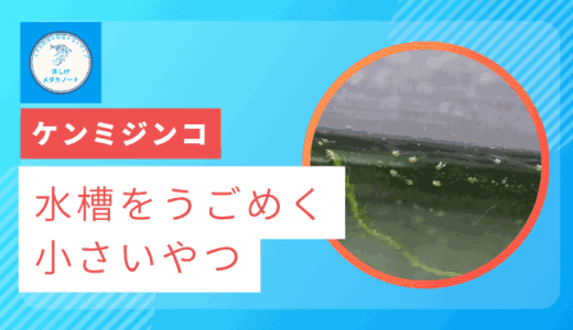 【何かいる】水槽を素早く動く微生物はケンミジンコ