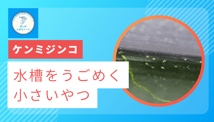 ケンミジンコ