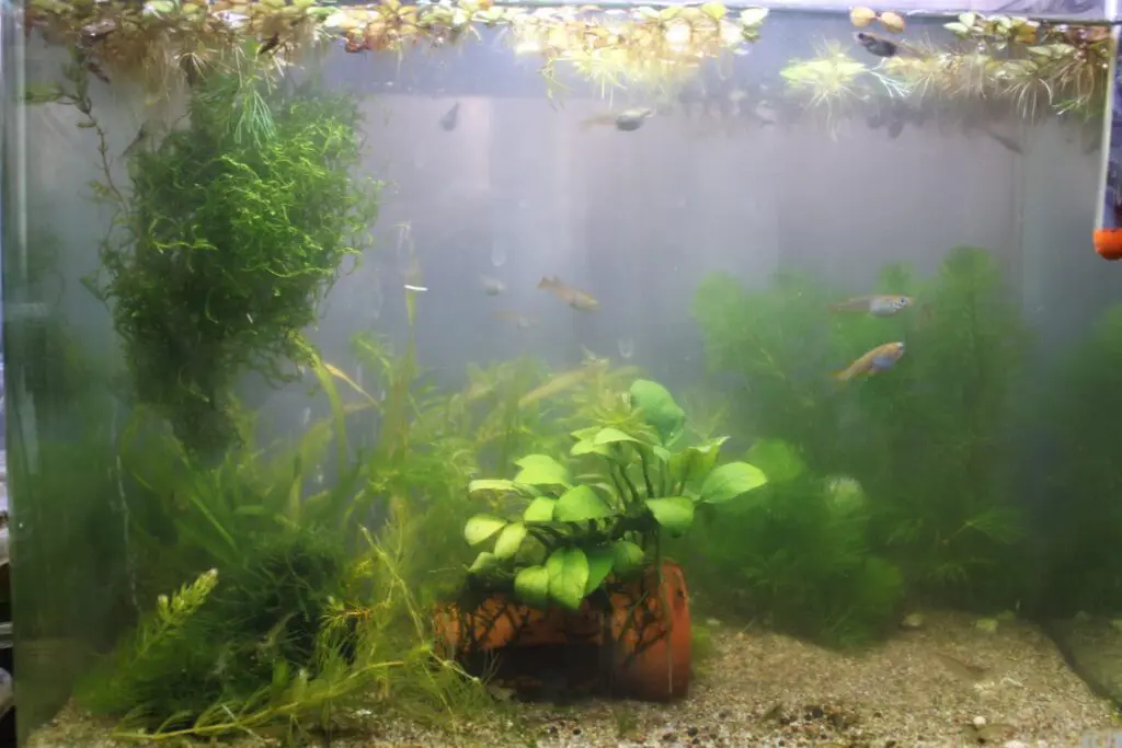 活性炭を入れる前の水槽