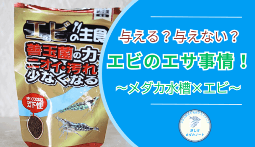 【メダカ飼育×エビ混泳】エビにエサは必要？イトスイコメットエビの主食で検証！