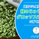 グロッソスティグマの育て方