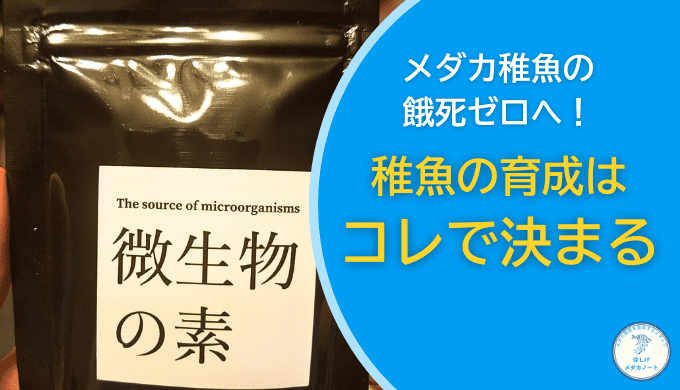 メダカの稚魚の生存率アップ！稚魚育成に効く微生物の素の使い方