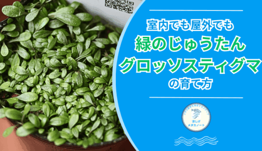 初心者でも安心！グロッソスティグマの育て方と緑のじゅうたんの作り方
