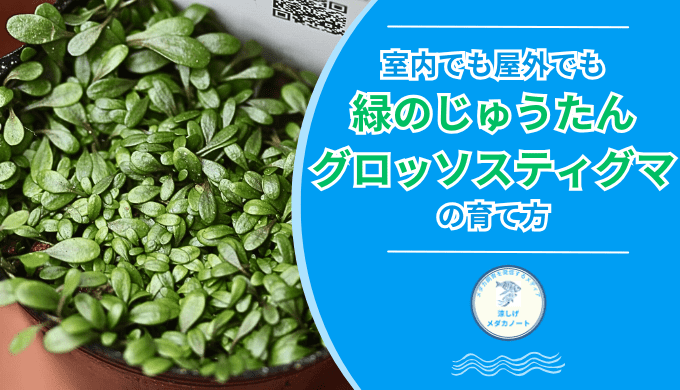 グロッソスティグマの育て方