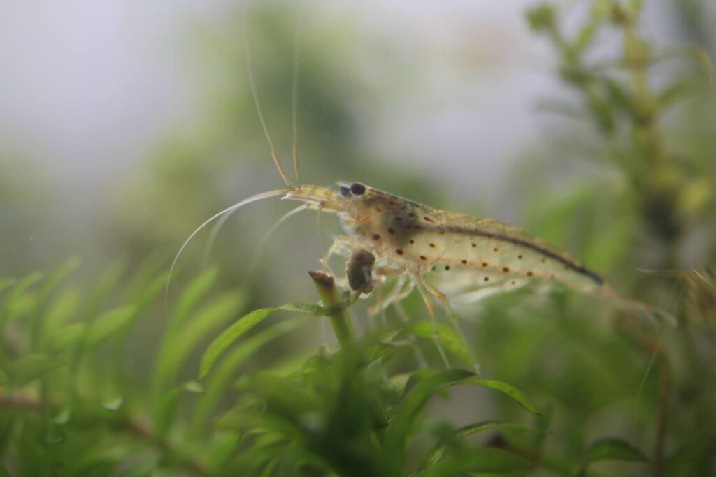 エサを食べるヤマトヌマエビ