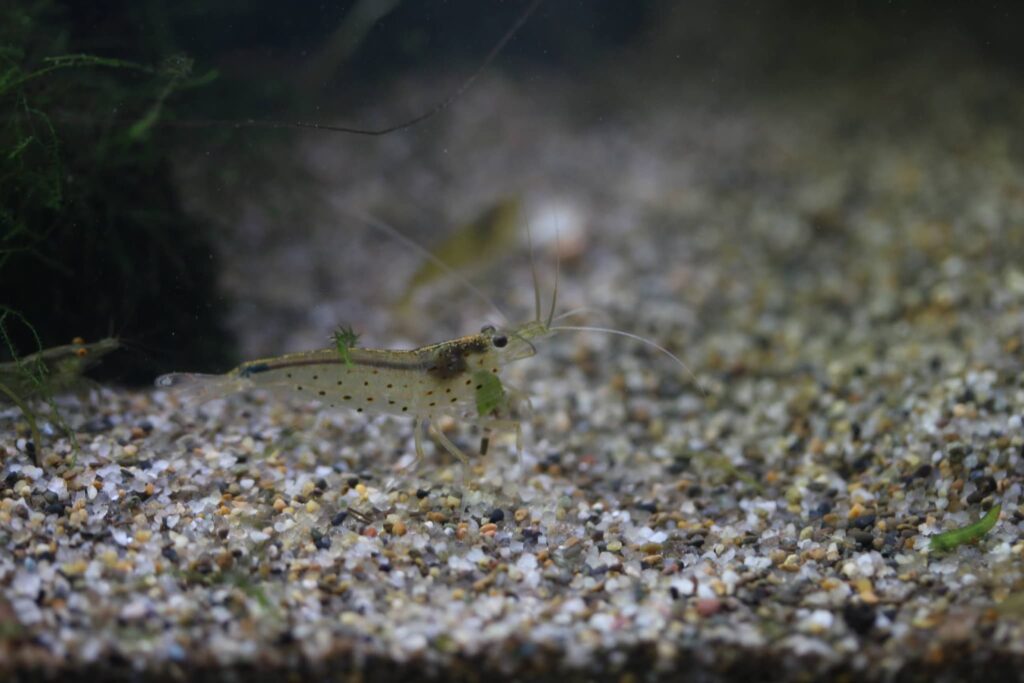 水草を食べるヤマトヌマエビ
