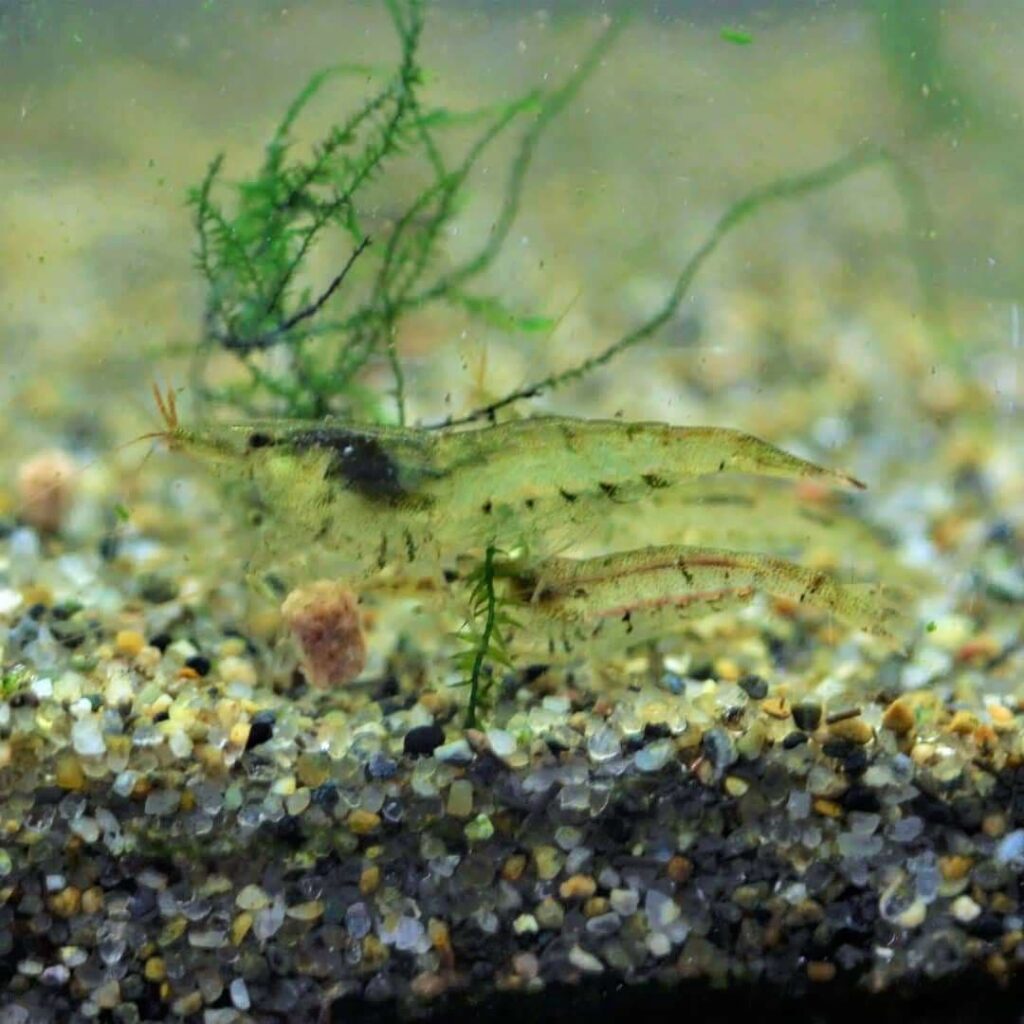 エサを食べるミナミヌマエビ