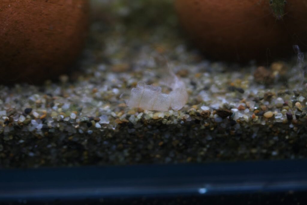 脱皮したエビの抜け殻