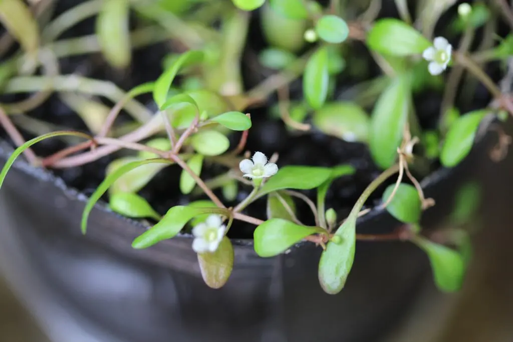 グロッソスティグマの花