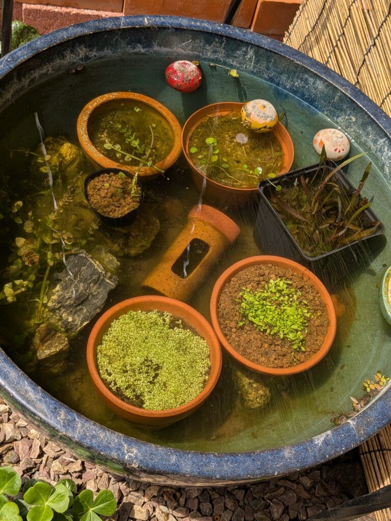 メダカビオトープ