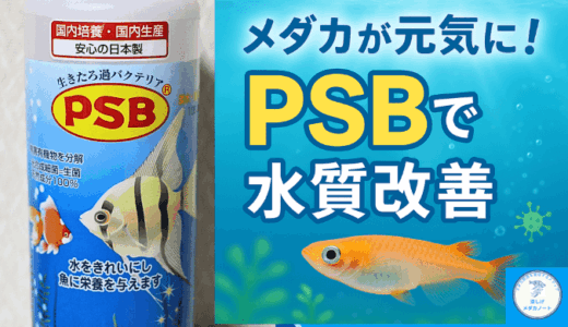 メダカ飼育にPSBが効く！水質改善と栄養補給のW効果とは