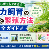 メダカ飼育の基本と繁殖方法：初心者でもできる完全ガイド