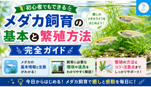 メダカ飼育の基本と繁殖方法：初心者でもできる完全ガイド