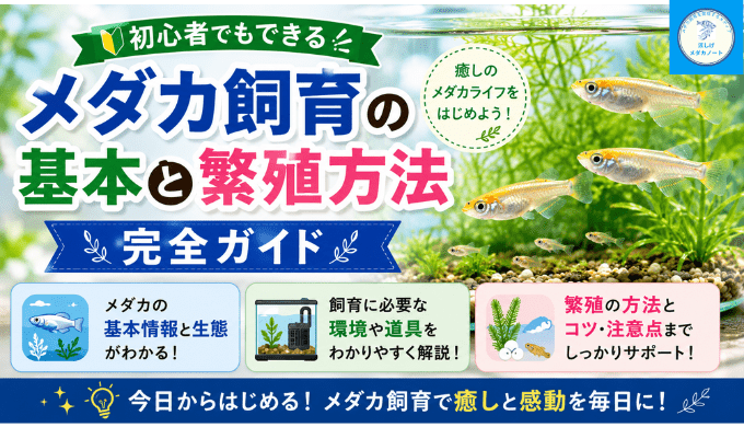 メダカ飼育の基本と繁殖方法：初心者でもできる完全ガイド