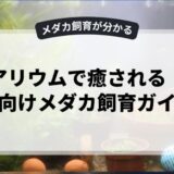 アクアリウムで癒される！初心者向けメダカ飼育ガイド