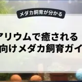 アクアリウムで癒される！初心者向けメダカ飼育ガイド