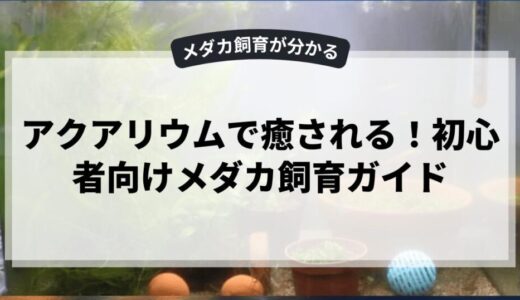 アクアリウムで癒される！初心者向けメダカ飼育ガイド