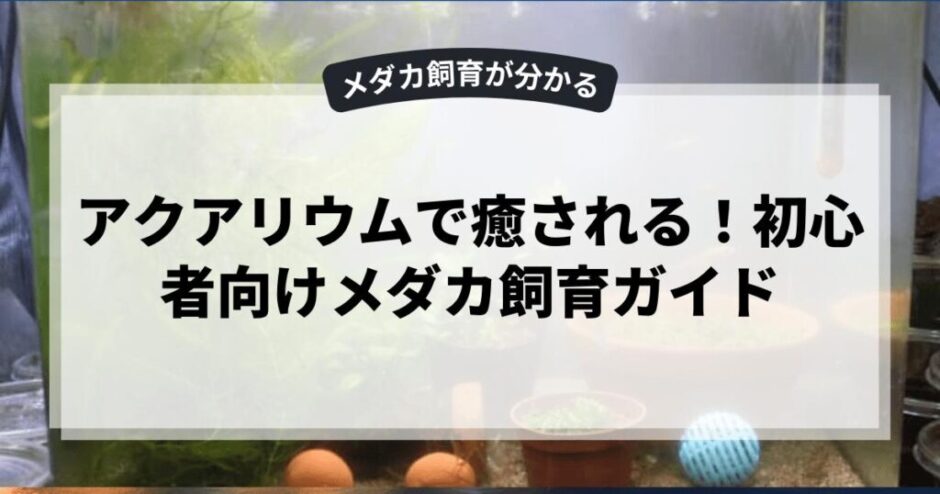 アクアリウムで癒される！初心者向けメダカ飼育ガイド