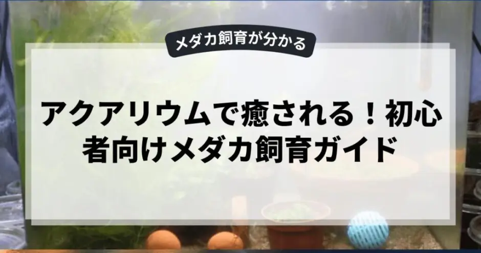 アクアリウムで癒される！初心者向けメダカ飼育ガイド