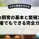メダカ飼育の基本と繁殖方法：初心者でもできる完全ガイド