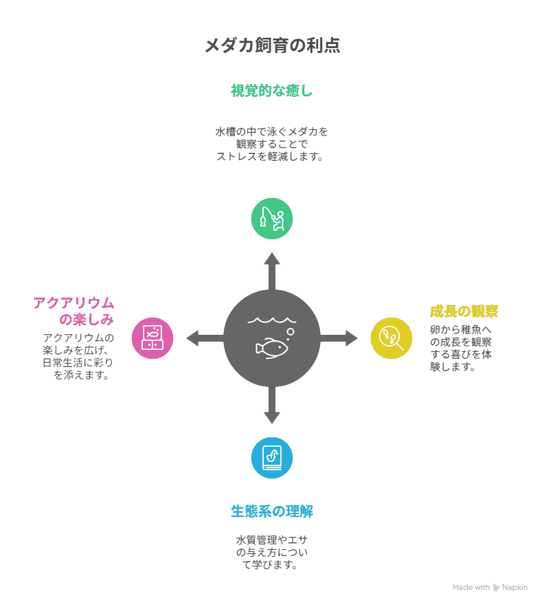 メダカ飼育の利点