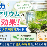 メダカアクアリウムの癒し効果！初心者向けメダカ飼育ガイド