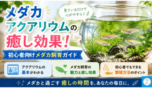 メダカアクアリウムの癒し効果！初心者向けメダカ飼育ガイド