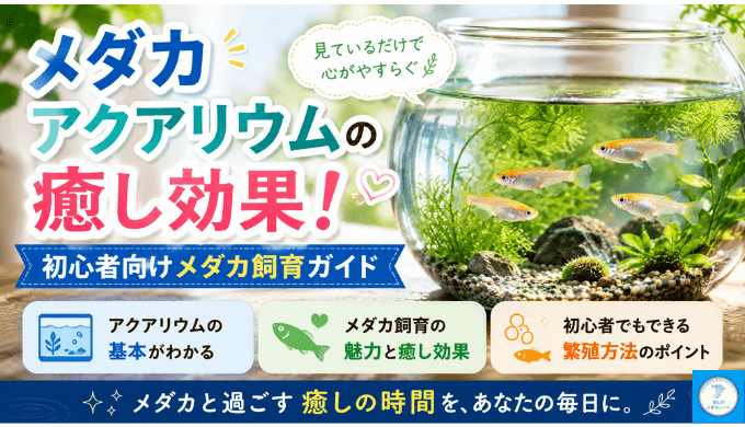 メダカアクアリウムの癒し効果！初心者向けメダカ飼育ガイド