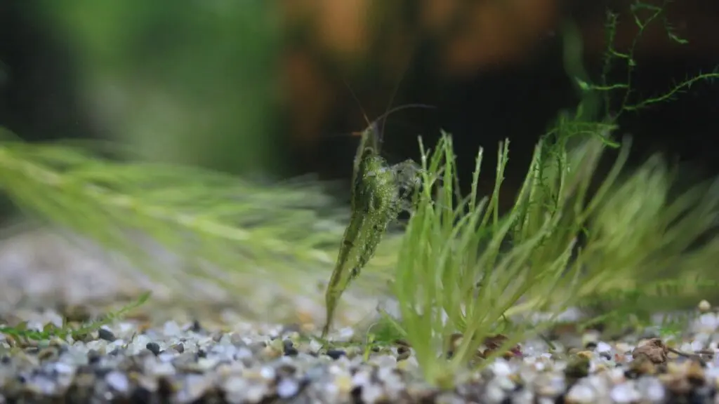 ミナミヌマエビ