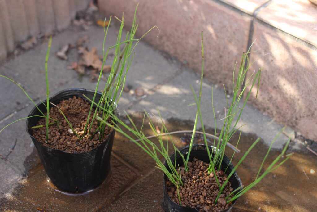 植え替えたミズトクサ