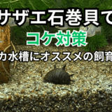 サザエ石巻貝でコケ対策！メダカ水槽におすすめの飼育方法