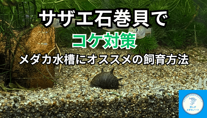 サザエ石巻貝でコケ対策！メダカ水槽におすすめの飼育方法
