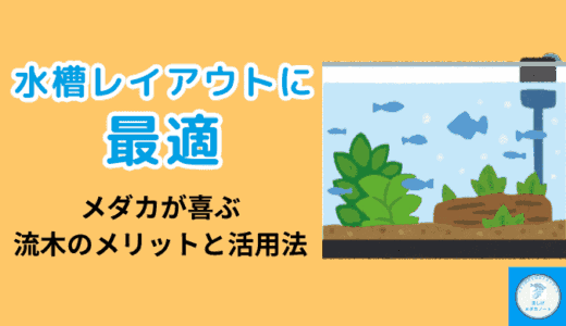 水槽レイアウトに最適！メダカが喜ぶ流木のメリットと活用法