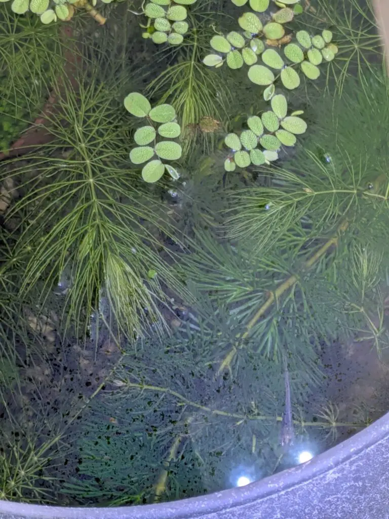 水面に発生した油膜