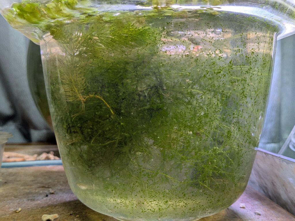 コケにまみれたメダカ稚魚用の水槽