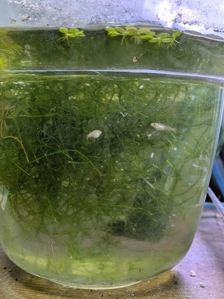 コケが取れたメダカ稚魚用の水槽
